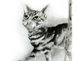 『Hide-and-seek』(個人蔵)
紙本・額装・墨画・顔彩
268×237mm